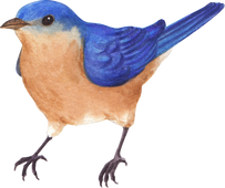 Blue Bird Painting 